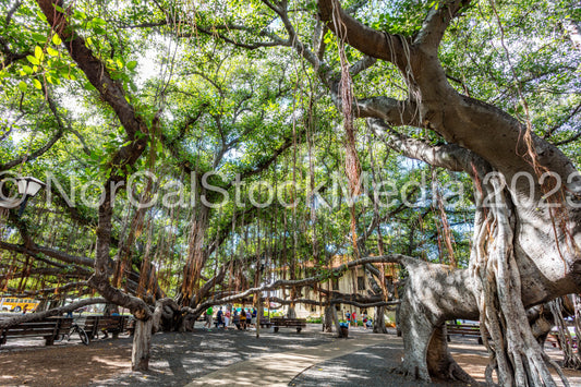 Lahaina Banyan Tree 010