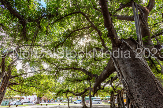 Lahaina Banyan Tree 002