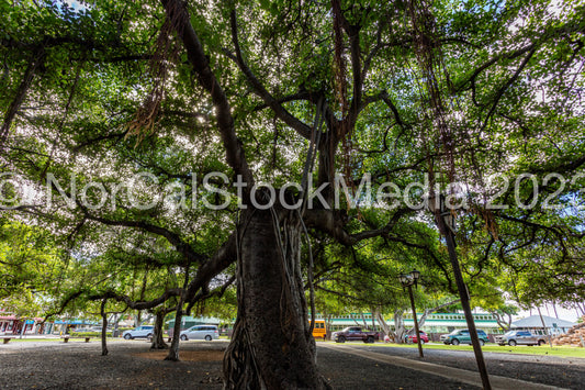 Lahaina Banyan Tree 003