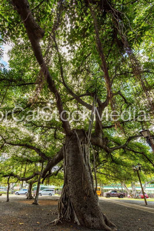 Lahaina Banyan Tree 004