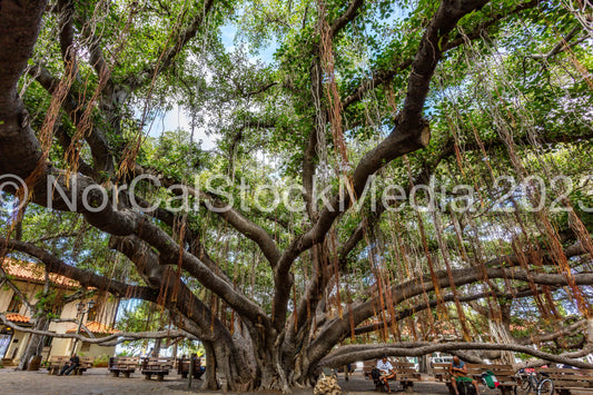 Lahaina Banyan Tree 005