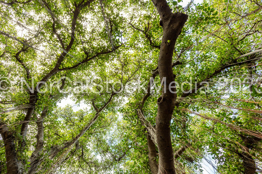 Lahaina Banyan Tree 007