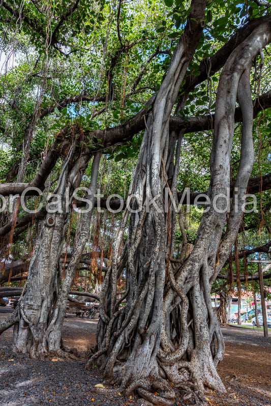 Lahaina Banyan Tree 008