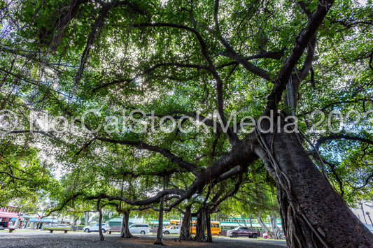 Lahaina Banyan Tree 009