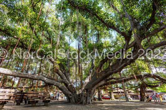 Lahaina Banyan Tree 001